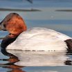 Canvasback